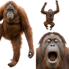 BIG! 猩猩真人表演