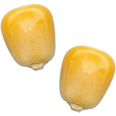 BIG! 玉米實景拍攝