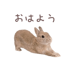 Noah's Ark_20260409204312