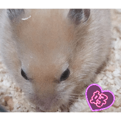 AYAKA_20260409214437