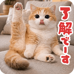*move! moving real cat's daily life5