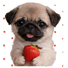 Cute and relaxing pug Daily Stickers