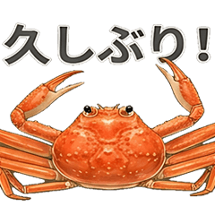 Greetings Matsuba crab (snow crab) Crab