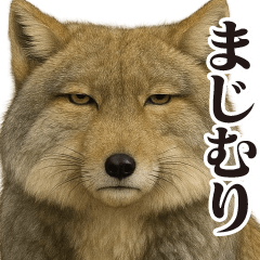 Intense Gal Tibetan Sand Fox