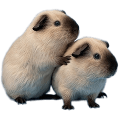 BIG! 加州豚鼠真人表演