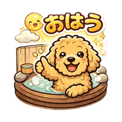 金毛贵宾犬（温泉）