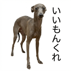 Italian GreyhoundHonne 3 - Gourmet