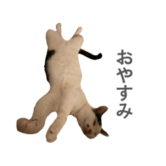 rikoriko_20260410113602