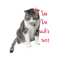 Manipenmeow_20260409202823