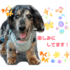 cookie_20260409233513