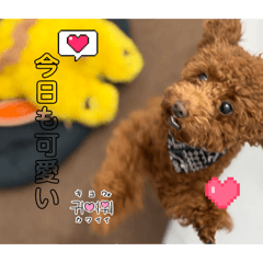 toypoo_20260410133932