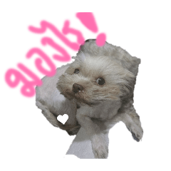 latenuna_20260410005936