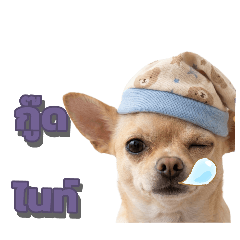 A Chihuahua in a cute hat showing its