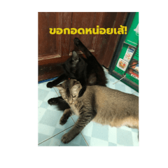 PPPim_20260410015351