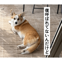 the golden time of inu
