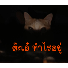 FONGBEER_20260410081315