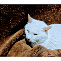 Shiro_20260410140811