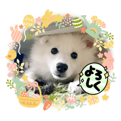 akc24mr_20260410142741