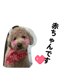 toypoo_20260410142108