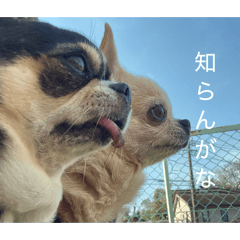 sakuyomo_20260410150300