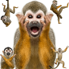 松鼠猴真人表演