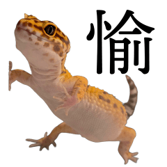 Muu-san the leopard gecko