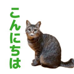 Cute kittens Ginta and Chacha