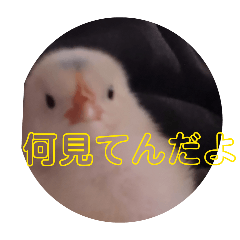 kuikkupiza_20260410002945