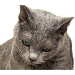 Rarapy_20260410001451