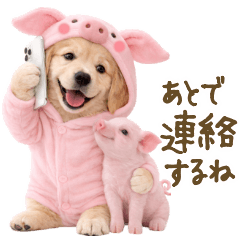 ゴールデンレトリバー子犬★家族連絡★子豚