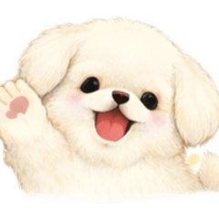cute cute Pekinese