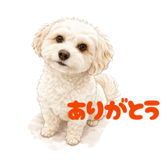 mamemama_20260410190447