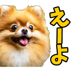 岐阜弁☆ポメラニアン