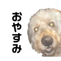 papipu_20260410193004