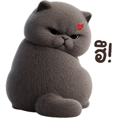 ❤️แมวเทา หน้ากลม❤️