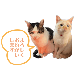 renon_20260410211430