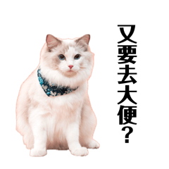 阿奈小貓的日常