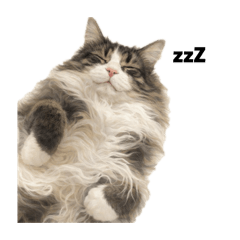 Mamiko_20260410200713