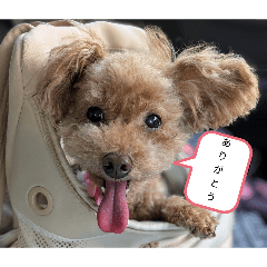 tomonchell_20260410201409