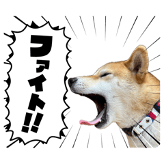 shira_20260410200918