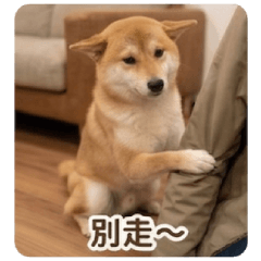 柴犬阿柴 撒嬌篇