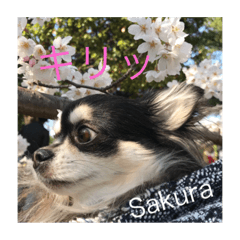 Princess Sakura of Long Coat Chihuahua