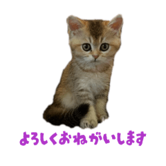 cakegasukidayo_20260410202606