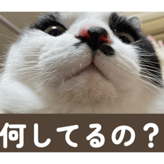 TeTenekoneko_20260410213148