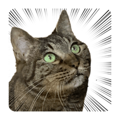 nigami_20260410212427