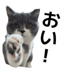 custard pudding_20260410220650