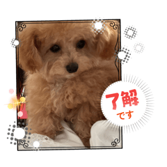 ワンワンむぎちゃんスタンプ