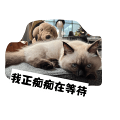 貓崽子第二彈來了!