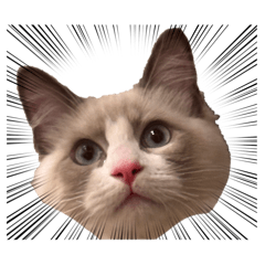 comachi_20260410215157