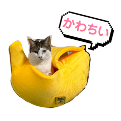 Dolly_20260410215321